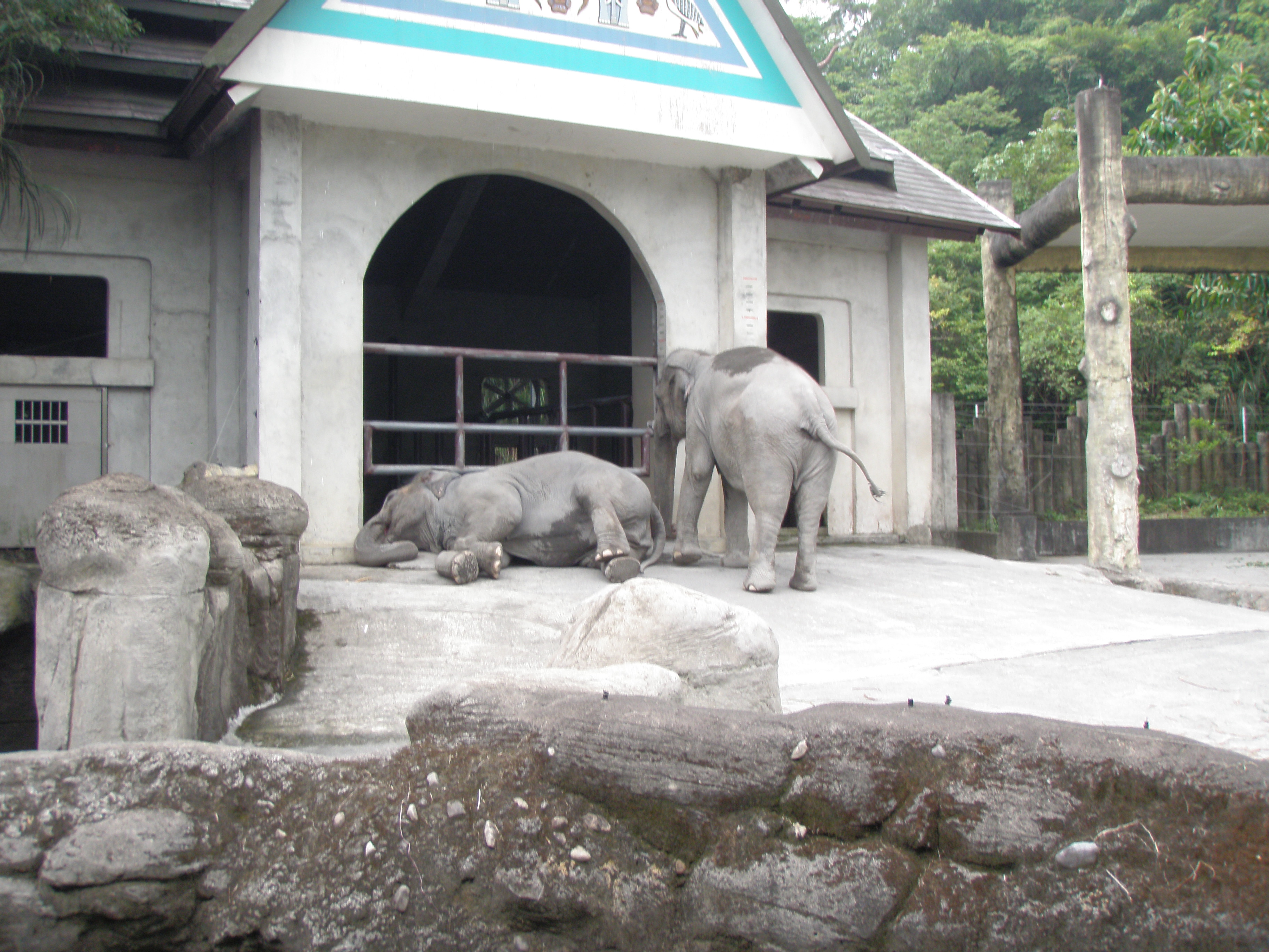 Taipei zoo - Elephants